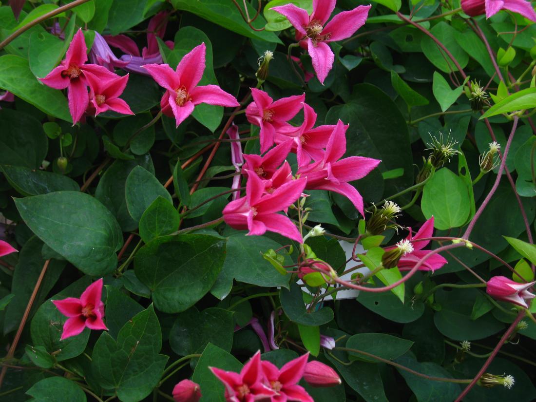 Clematis texensis Princess Diana